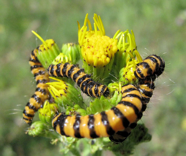 black caterpillar with yellow stripes on side