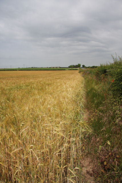 Field Margin Bob Jones Geograph Britain And Ireland