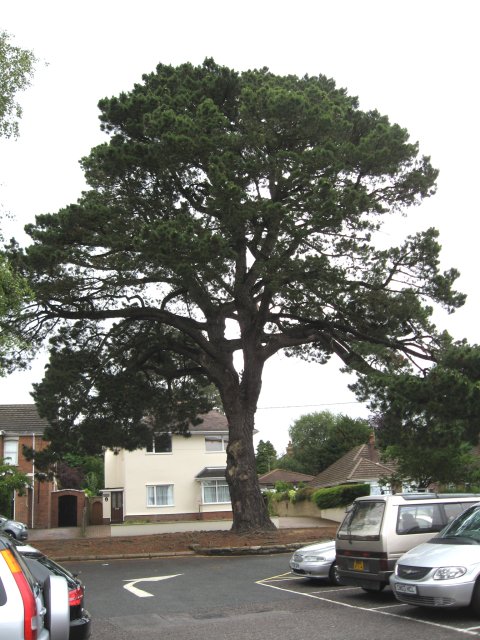 broadstone-s-monterey-pine-john-palmer-geograph-britain-and-ireland