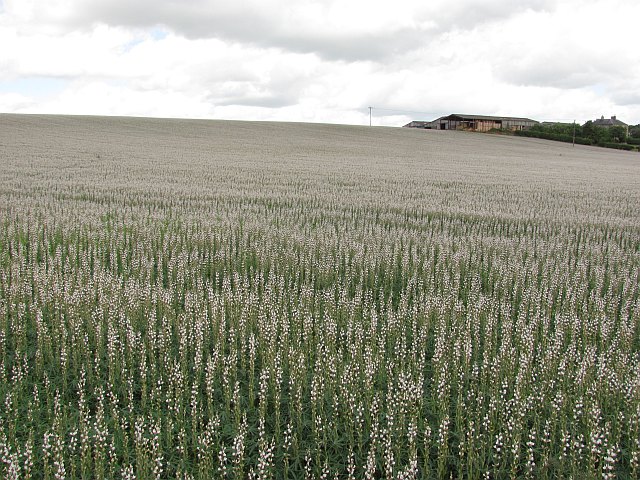 Lupin Crop