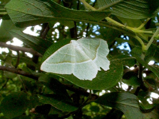 A Moth Light Emerald Campaea Lairich Rig Cc By Sa