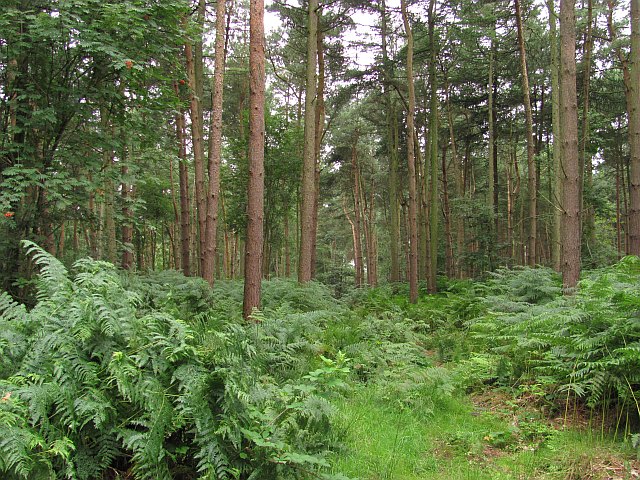 Download this Conifers Delamere Forest picture