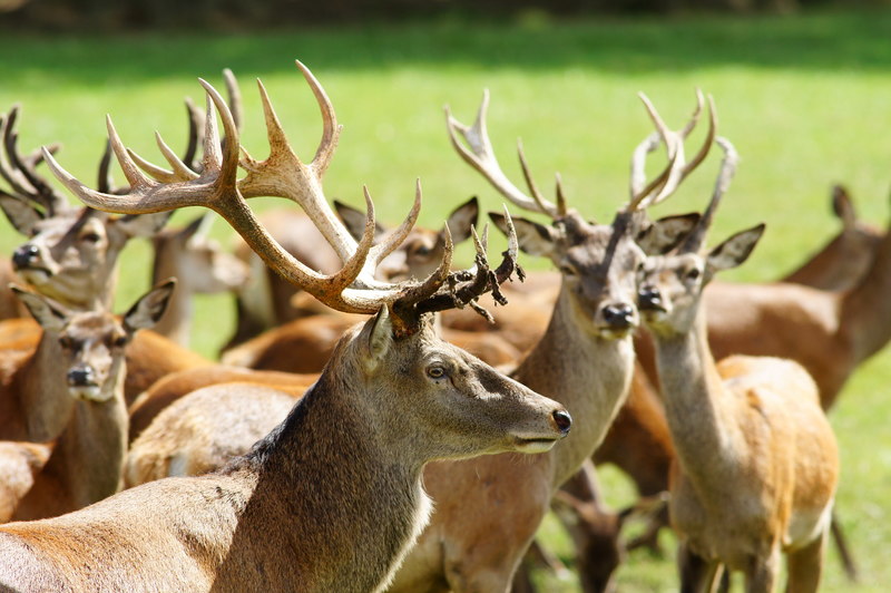 Red Deer At The British Wildlife Centre Peter Trimming Cc By Sa 2