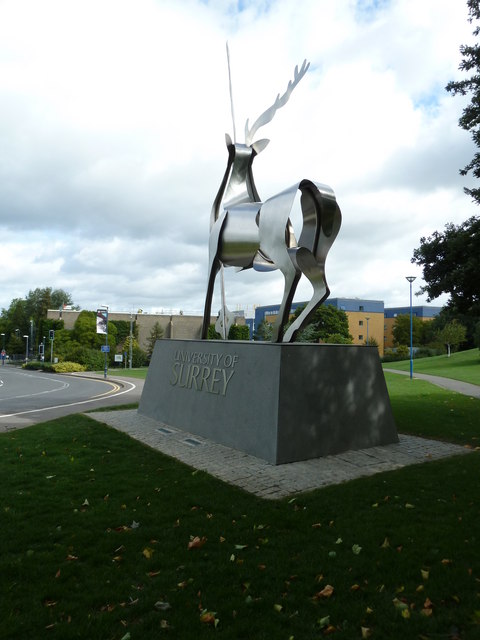 Surrey University Stag