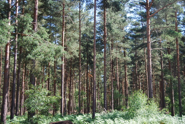 Coniferous Woodland Blackheath Common © N Chadwick Geograph Britain