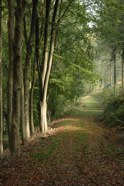 Beech Trees At Fedw Fawr Philip Halling Cc By Sa 2 0 Geograph