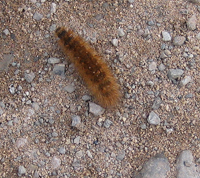 Hairy Brown Caterpillar © Pauline E Geograph Britain And Ireland 2690