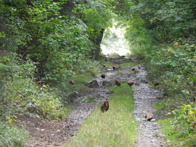 pheasant poults