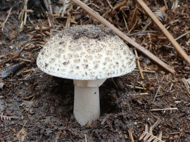 False Death Cap Mushroom