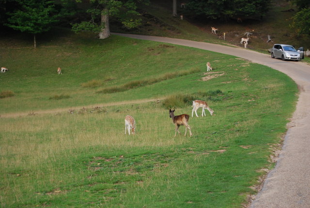 Deer by the Greensand Way, Knole Park \u00a9 N Chadwick cc-by-sa\/2.0 :: Geograph Britain and Ireland