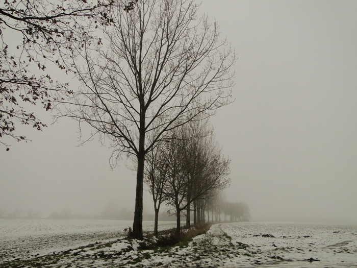 Ash Trees Disappearing Into The Mist At Adrian S Pye Cc By Sa