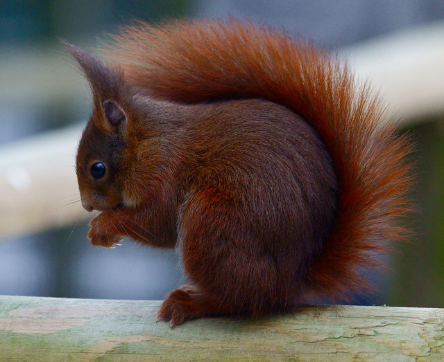 Red Squirrel at the British Wildlife... © Peter Trimming :: Geograph