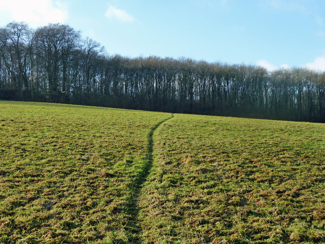 Path In Field