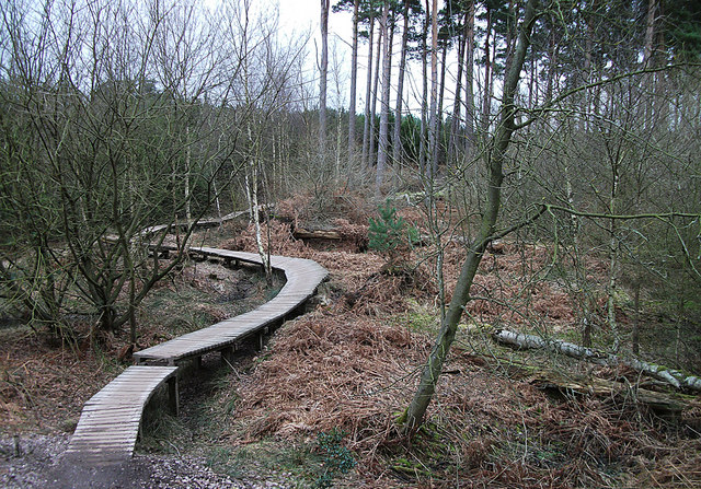 Cannock Chase Forest