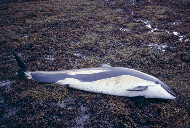 Beached Dolphin