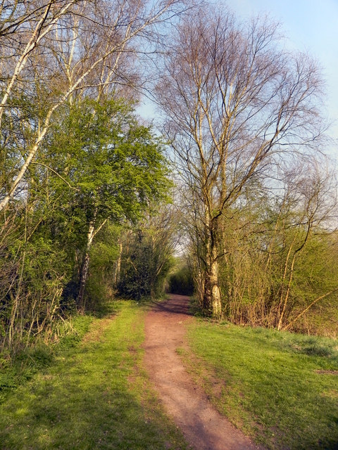 Birch Wood Forest