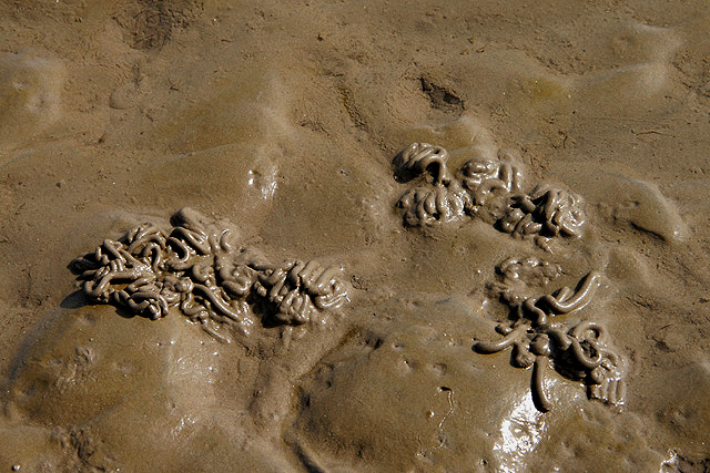 worm casts