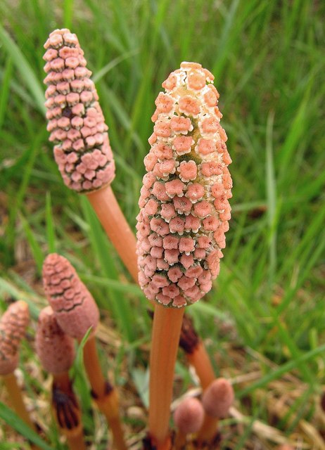 Horse Tails Plant