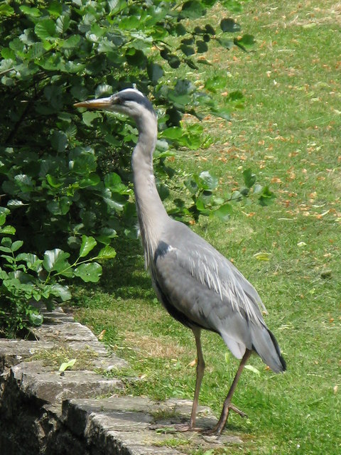 Heron At The Northern End Of Kelsey Park Mike Quinn Cc By Sa 2 0