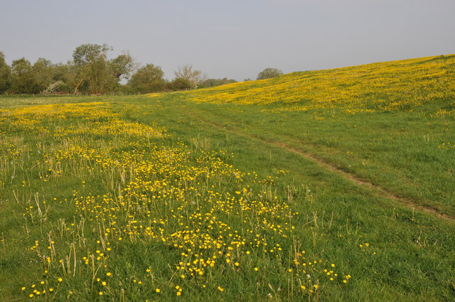 field of buttercups