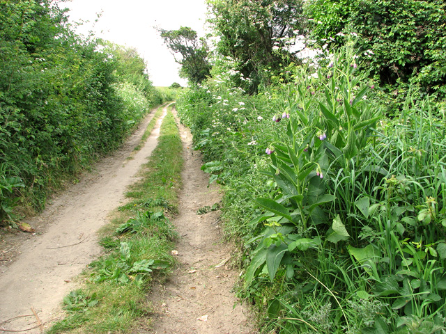 Russian Comfrey Beside The Path To The Evelyn Simak Cc By Sa 2 0