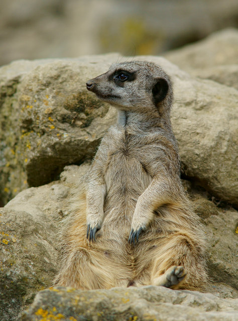 peter meerkat