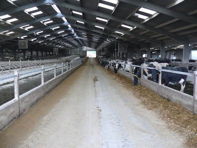 Cows In Shed