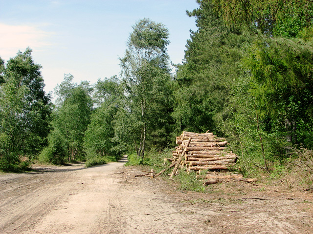 Track In Fritton Wood Evelyn Simak Geograph Britain And Ireland