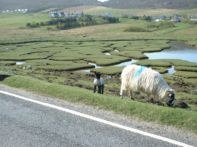 salt-marsh-lamb-in-the-making-hazel-hambidge-geograph-britain-and