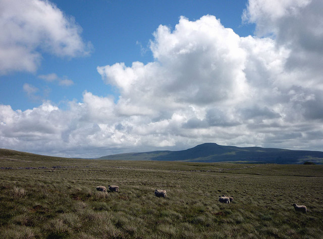 Flank Sheep