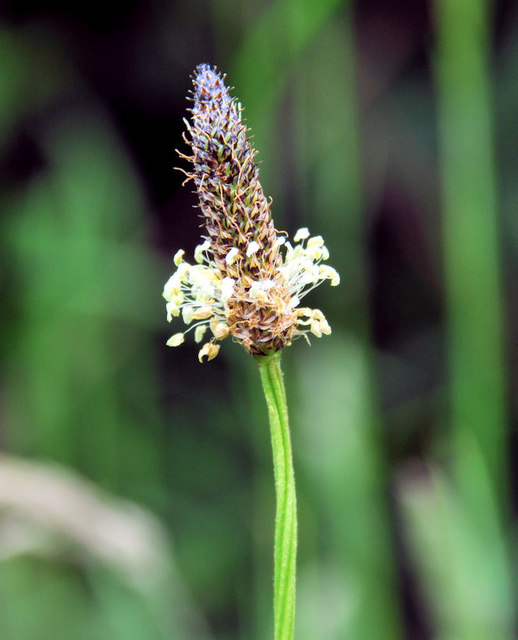 Grass seed head near Crawfordsburn © Albert Bridge :: Geograph Ireland