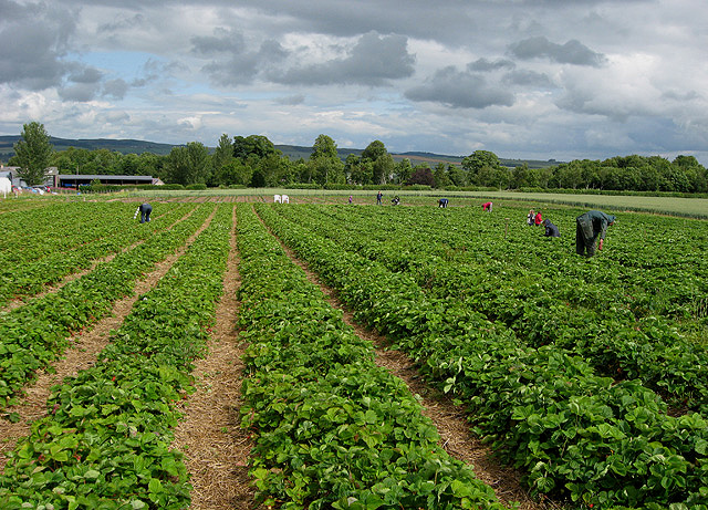 Pick Your Own Fruit Farm