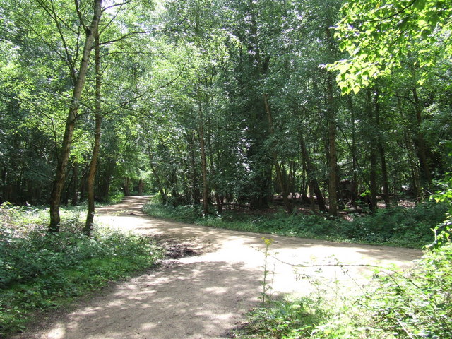 Download this Paths Epping Forest picture