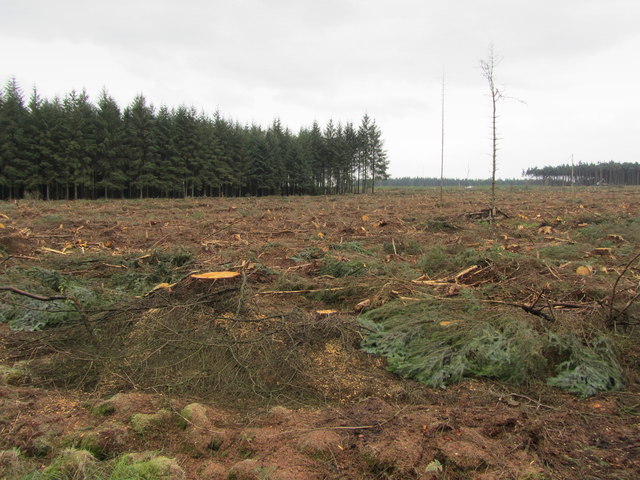 Felling In Stainburn Forest Chris Heaton Geograph Britain And Ireland