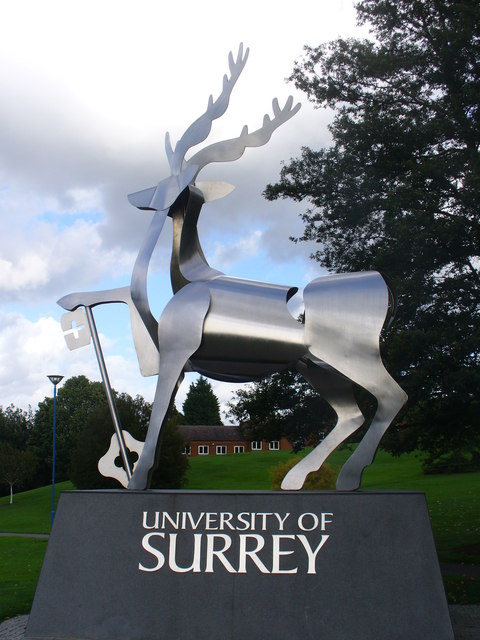 Surrey University Stag