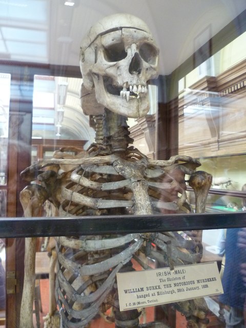 burke skeleton
