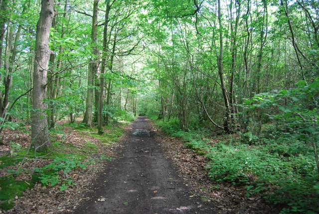 Lord's Walk, Great Leybourne Wood © N Chadwick Cc-by-sa 2.0 :: Geograph 