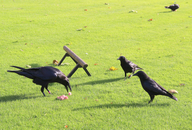 crows feeding