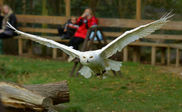 'Hedwig' © Peter Trimming cc-by-sa/2.0 :: Geograph Britain and Ireland