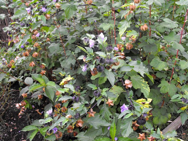 Veg Border