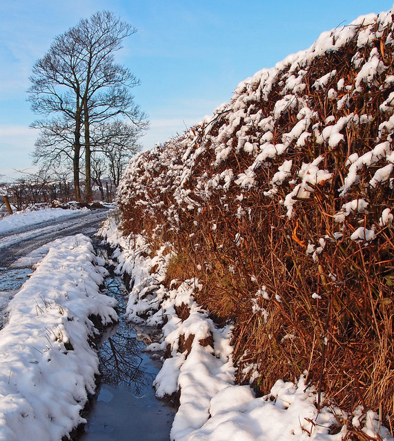 Winter Hedge