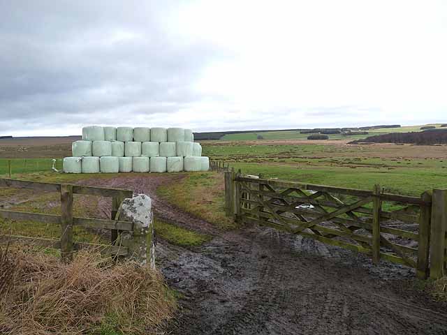 Silage Bales Near Gallows Hill Farm Oliver Dixon Cc By Sa