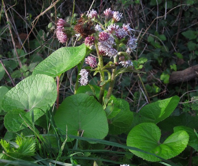 Heliotrope Plant Wikipedia