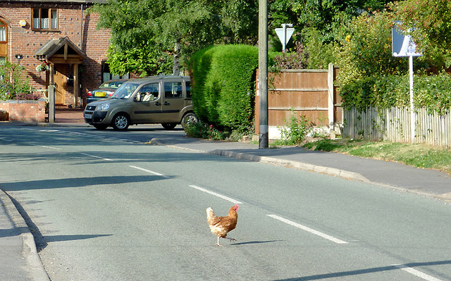 So why did the chicken cross the road?