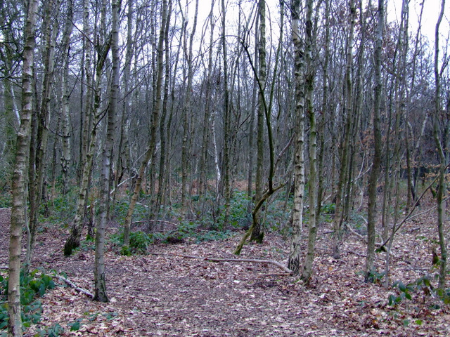 kidney wood