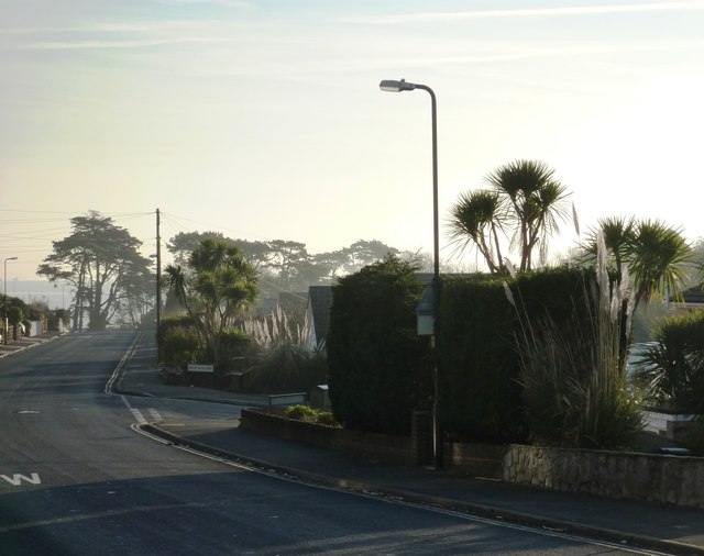 Torbay Palm Tree