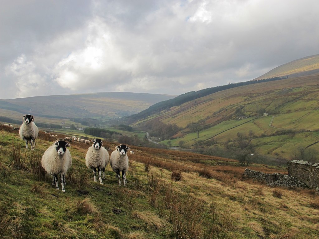 Swaledale Sheep In Garsdale Greg Fitchett Cc By Sa Geograph