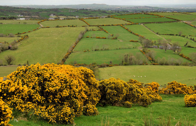 Whin Bushes Near Hilltown © Albert Bridge Cc By Sa20 Geograph Ireland