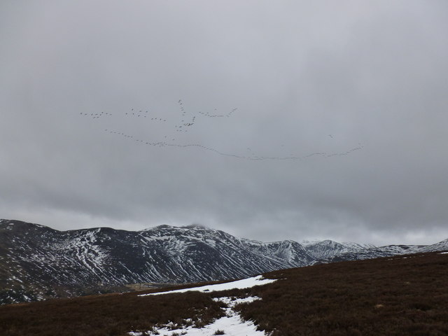 Geese Flying North