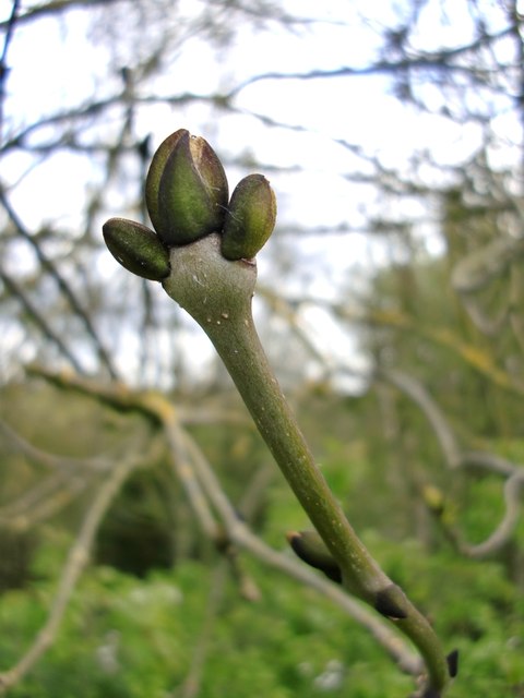 'in For A Splash'?: Ash Buds, Just © Stefan Czapski Cc-by-sa 2.0 